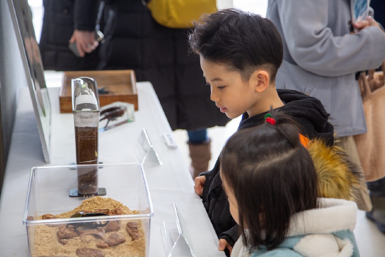 子供が夢中で昆虫を観察している様子