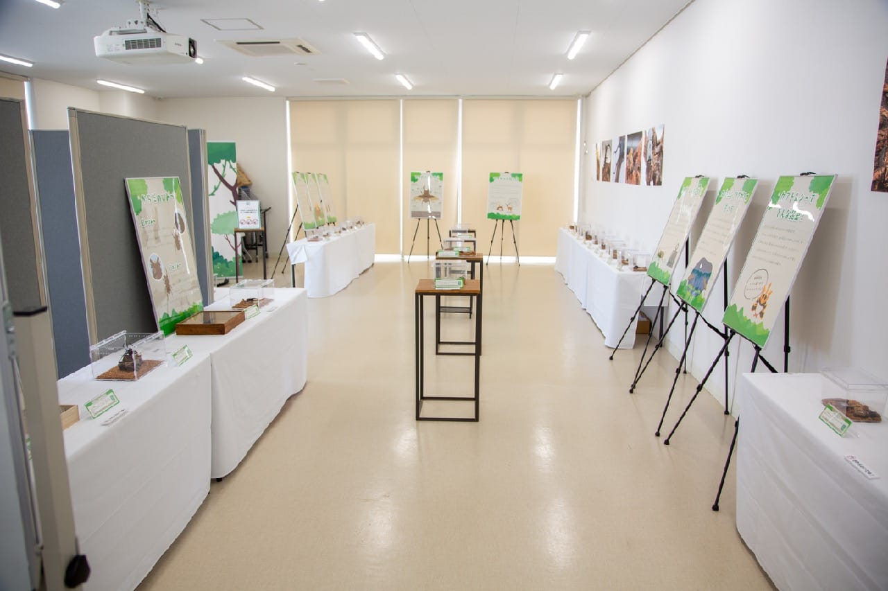 世界の昆虫展示