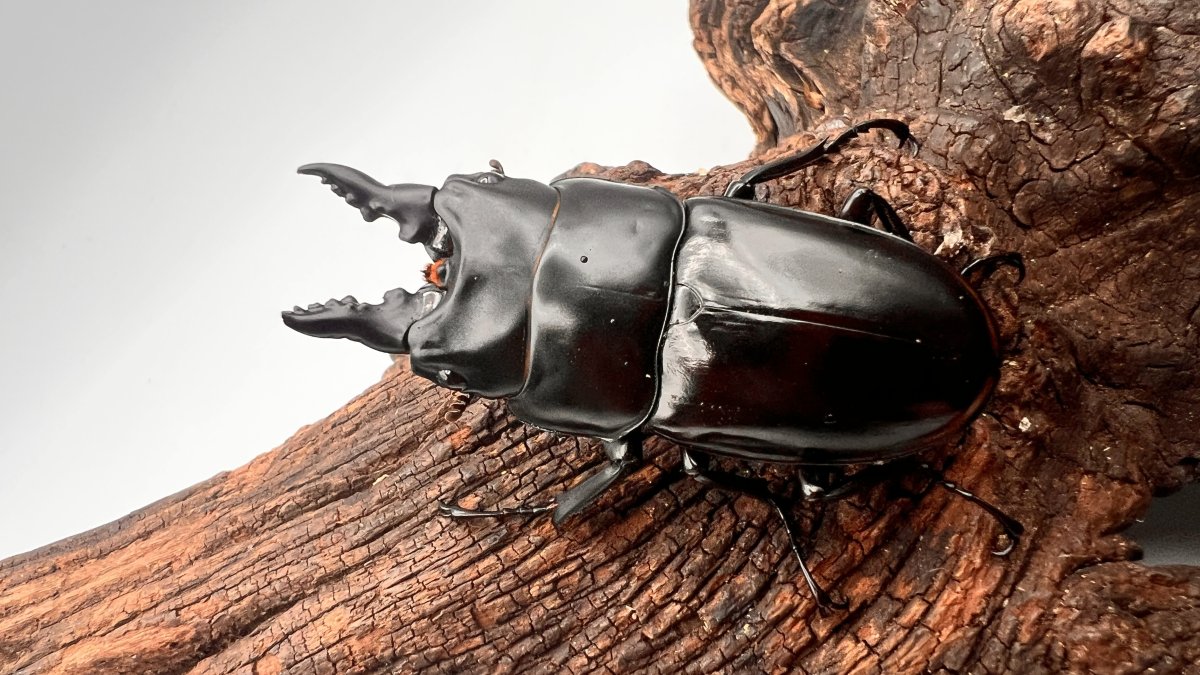 ナカジ　ラフェルトノコギリクワガタ　ハスタートノコギリクワガタ　2匹セット ナカジ ラフェルトノコギリクワガタ ハスタートノコギリクワガタ