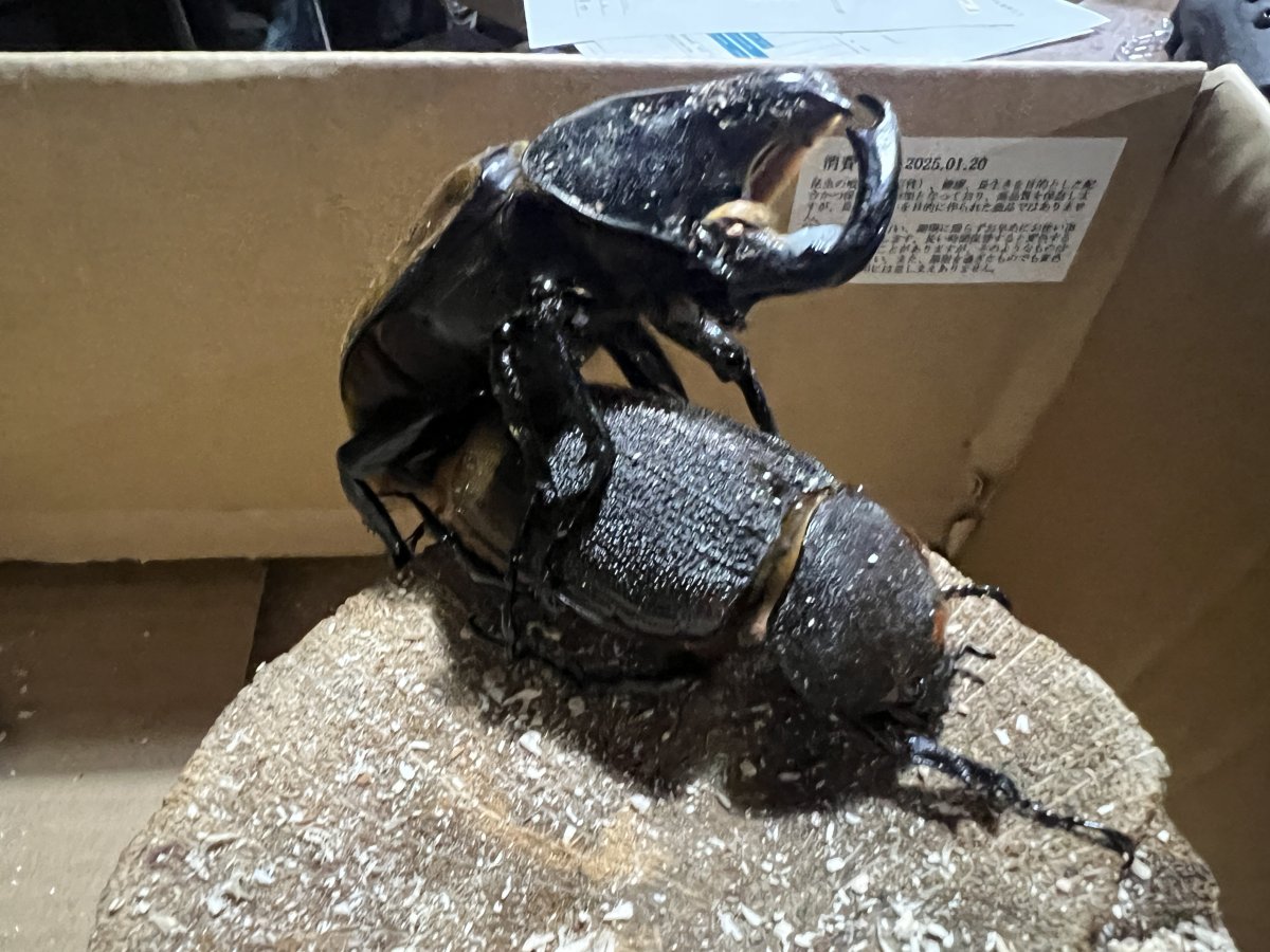 ヘラクレス・リッキーの飼育方法｜ペアリングから幼虫管理まで | 六脚