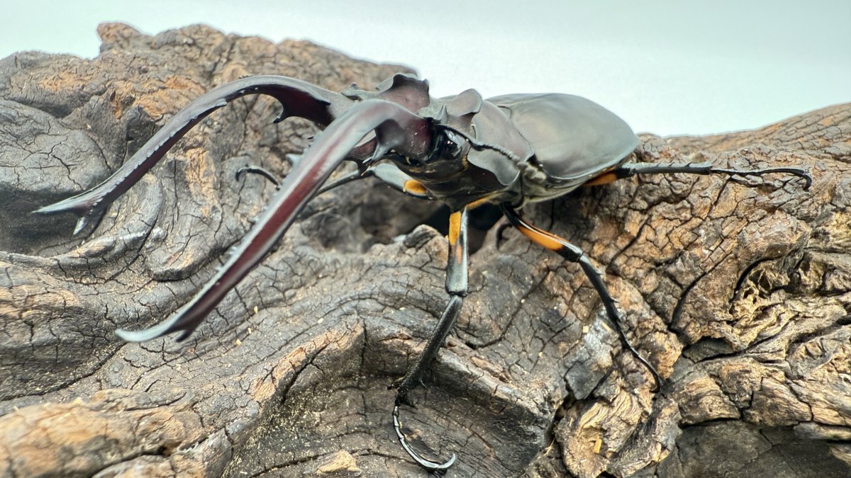 ＷＦ２ ヘルマンミヤマ 　1ペア　A9 ヘルマンミヤマの飼育方法｜ペアリングから幼虫管理まで | 六脚堂