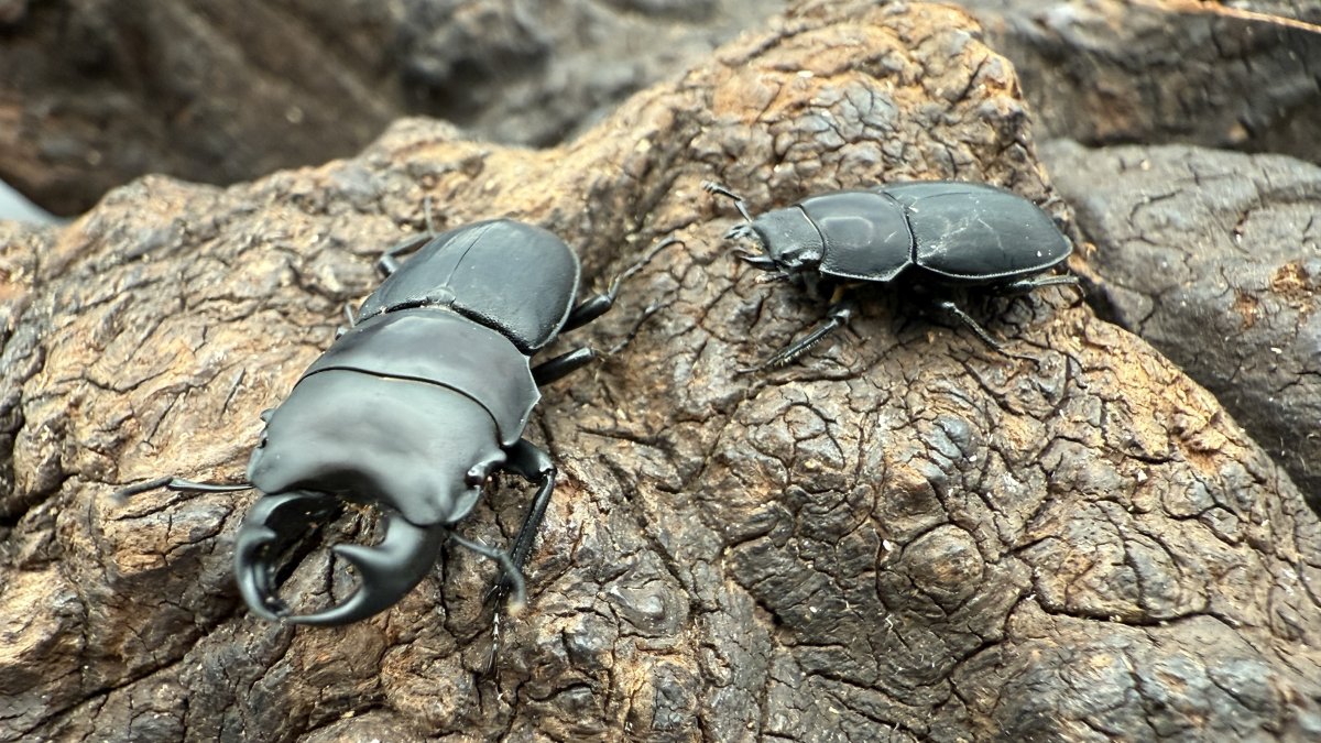 メタドルクスロトゥンダトス（メタドルクスツヤケシクワガタ）の飼育