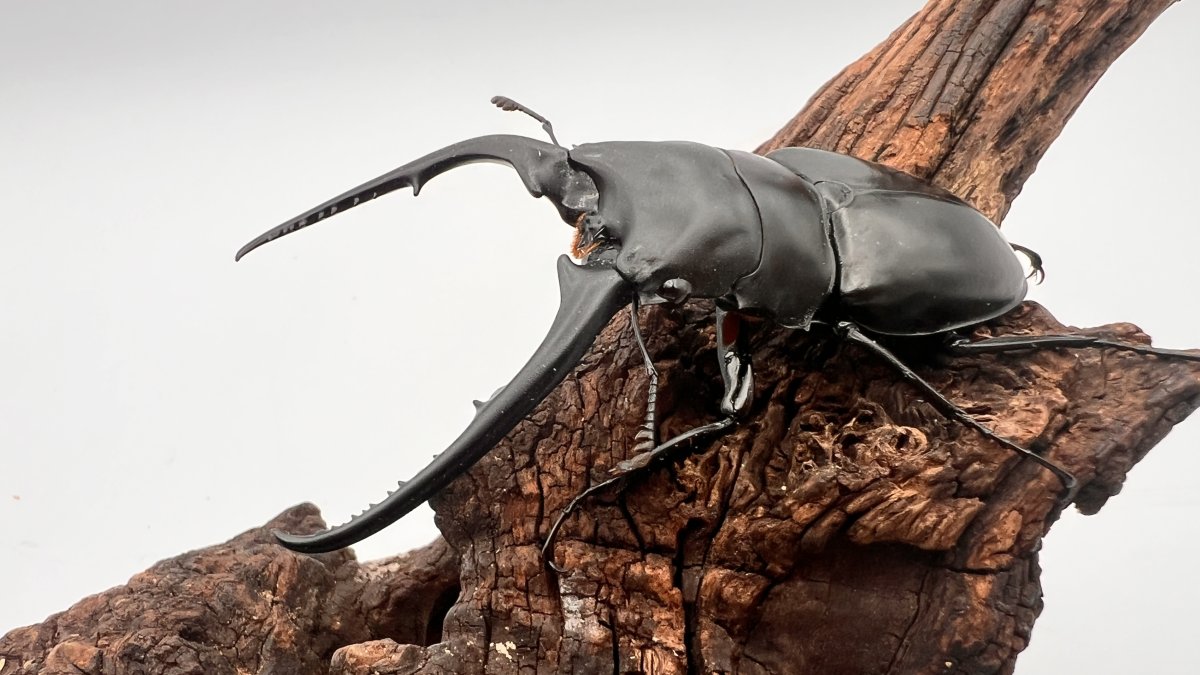 2427abfefc9aaf1ff4041c44abb368