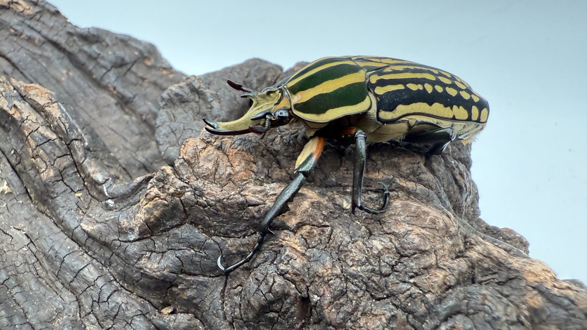 ミイロオオツノカナブンの飼育方法｜ペアリングから幼虫飼育まで | 六