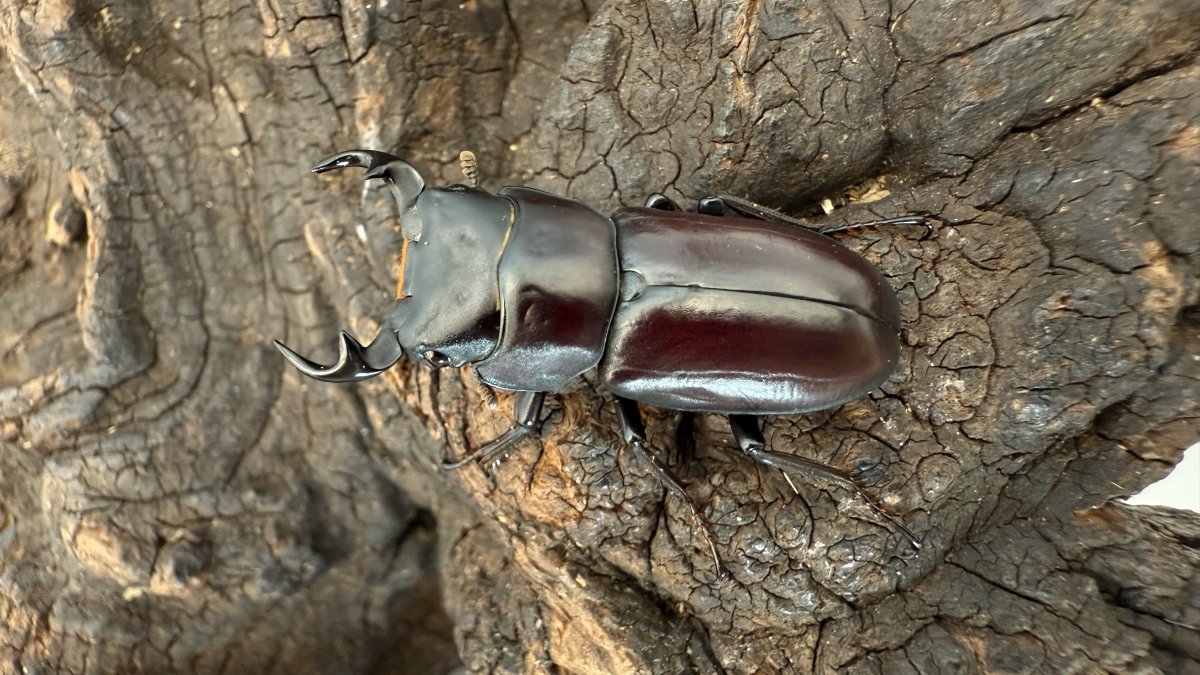 貴重ドルクス】ラティオキナティブスオオクワガタ ♂35♀29