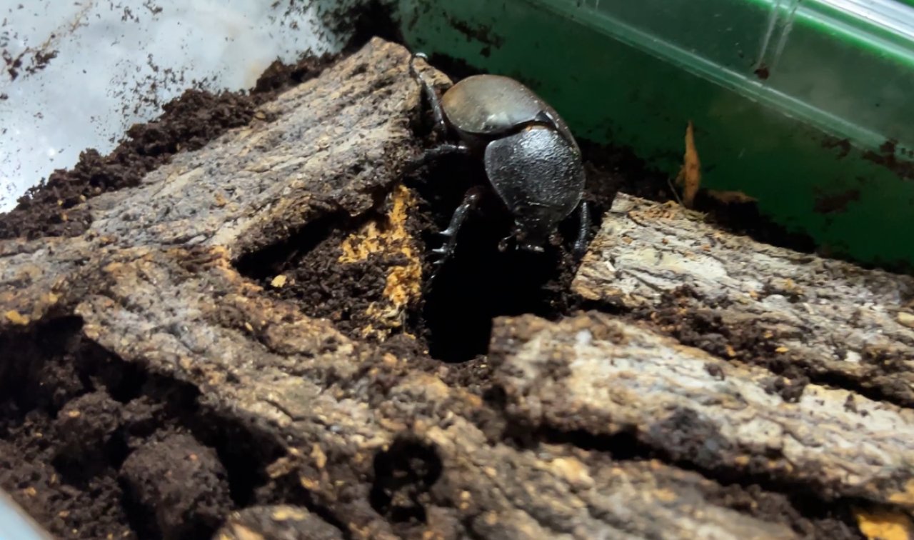 コーカサスオオカブトの飼育方法｜ペアリングから幼虫管理まで | 六脚堂｜本能のままに生きる。 カブトムシ、クワガタがもっと楽しくなるメディア