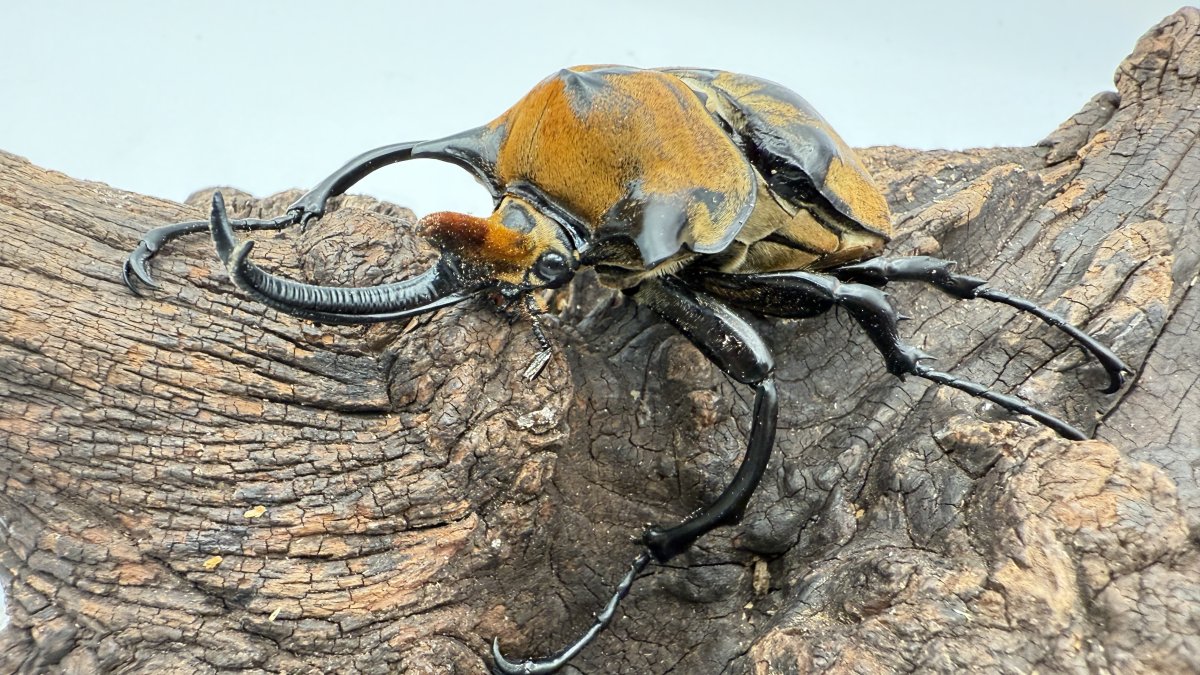 ノゲイラゾウカブトの飼育方法｜ペアリングから幼虫管理まで | 六脚堂