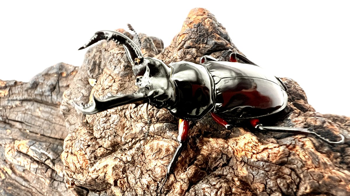 オーベルチュールクロツヤシカクワガタの飼育方法｜ペアリングから幼虫