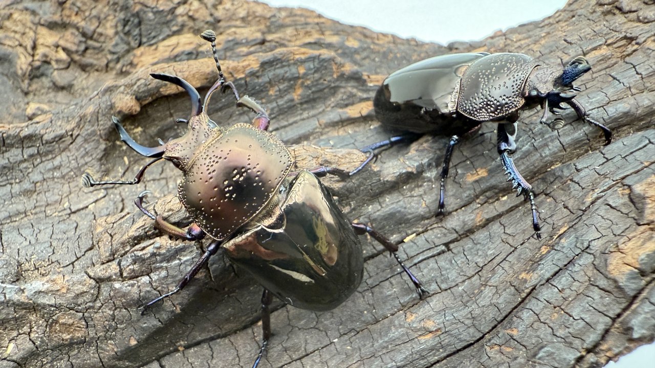 ドウイロクワガタ！！ 20230731150108_1_1.jpg