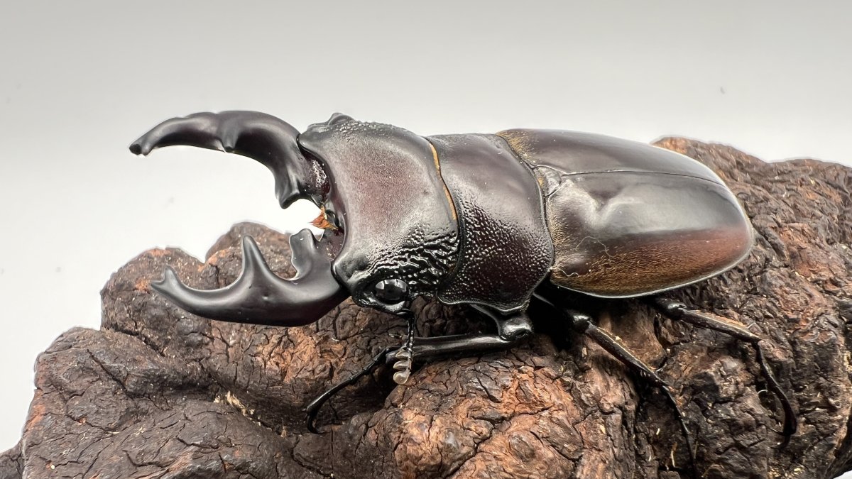 5c98f6ce24e963c1df83b1b68f28ea