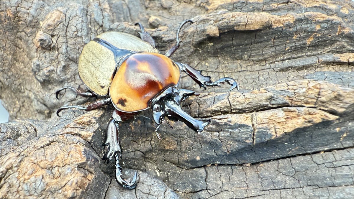 ○Beetle Shop 桜○ヨツボシヒナカブト幼虫6頭 人気急上昇背中の模様が魅力？ヨツボシカブトってどんなカブトムシ