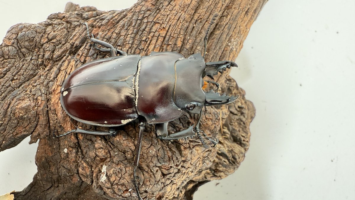 ヤエヤママルバネクワガタ野外品58mm 51mm ペア