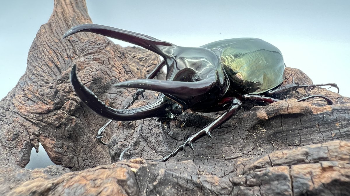 アトラスオオカブトの飼育方法｜ペアリングから幼虫管理まで | 六脚堂｜本能のままに生きる。 カブトムシ、クワガタがもっと楽しくなるメディア