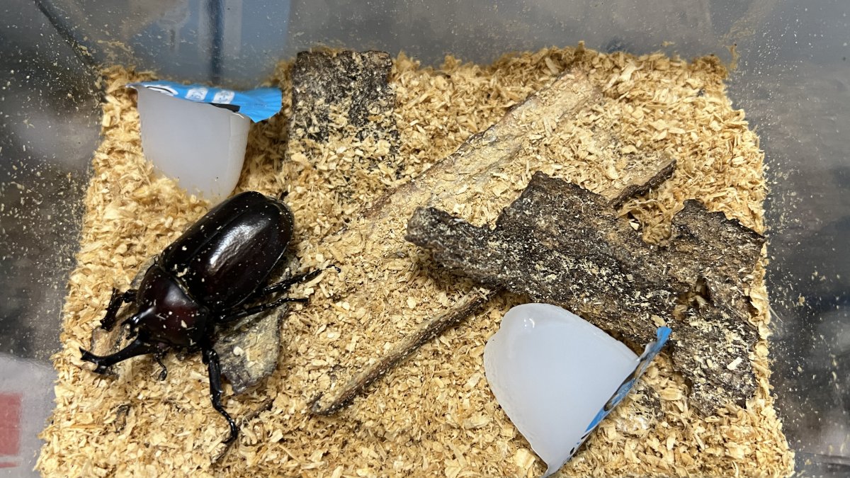 カブトムシ・クワガタが動かない！？どうしたら良いの？ | 舶来 六脚堂 