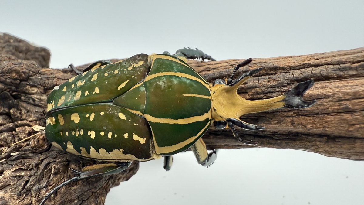 【ハナムグリ】ポリフェムス・オオツノカナブン ポリフェムスオオツノカナブンの飼育記録【2012～2016】｜AKECHI