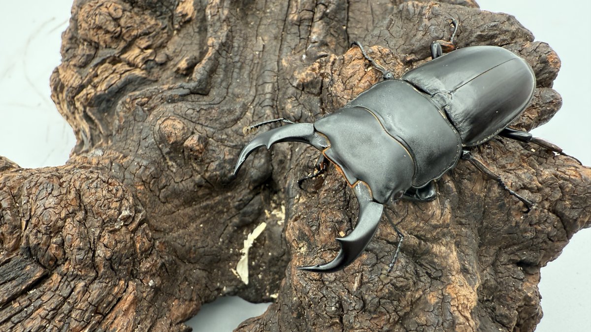 シェンクリングオオクワガタの飼育方法｜ペアリングから幼虫管理まで