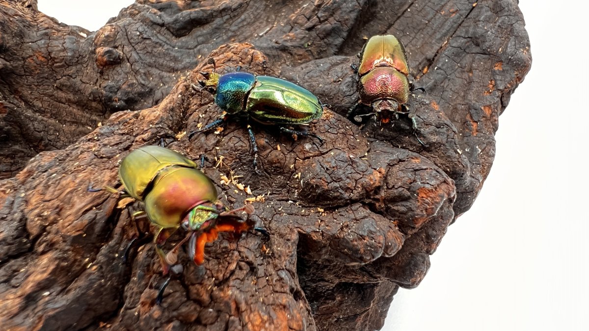 パプキン写真館 | 六脚堂｜本能のままに生きる。 カブトムシ、クワガタがもっと楽しくなるメディア