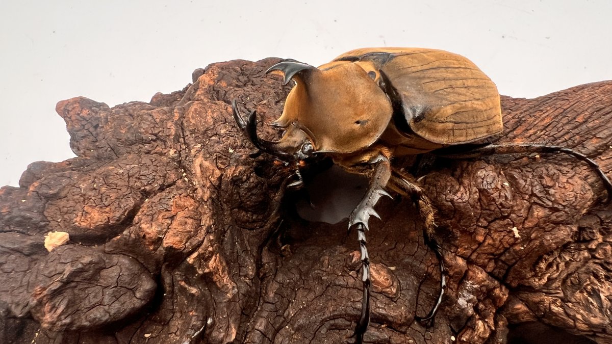 アヌビスゾウカブトの飼育方法｜ペアリングから幼虫管理まで | 舶来 六 