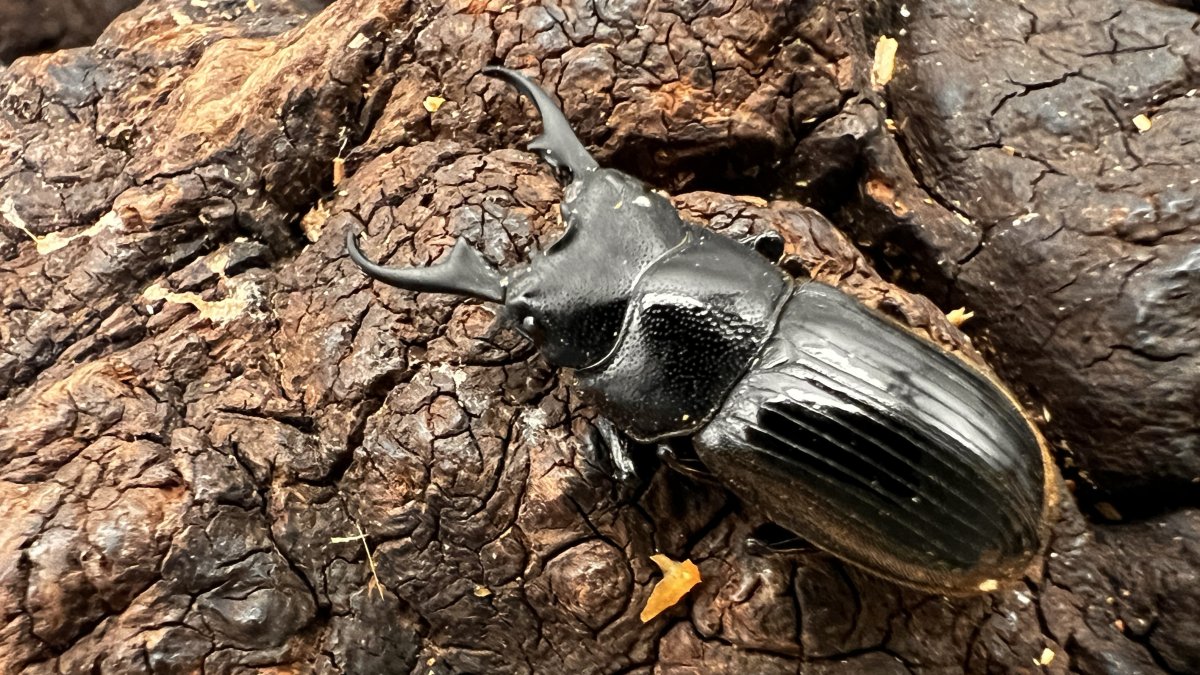 【仕入れにどうぞ】マラパネブトクワガタ幼虫30匹 仕入れにどうぞマラパネブトクワガタ幼虫30匹