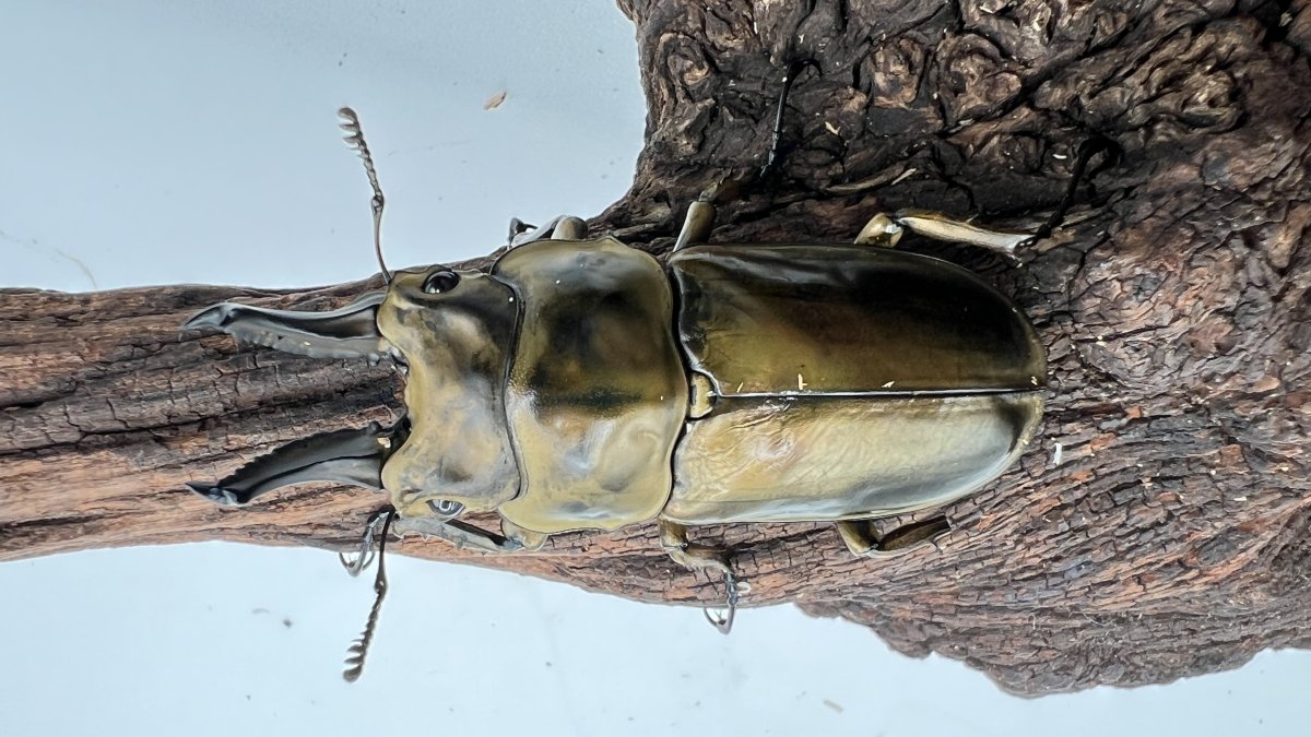 ジャワ産 ローゼンベルグオウゴンオニ 80mm. ローゼンベルグ