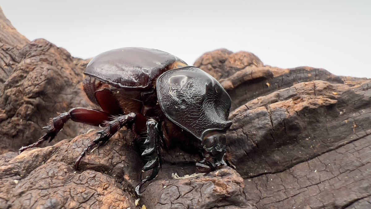 アロエウスミツノカブトの飼育方法｜ペアリングから幼虫管理まで | 六脚堂｜本能のままに生きる。 カブトムシ、クワガタがもっと楽しくなるメディア