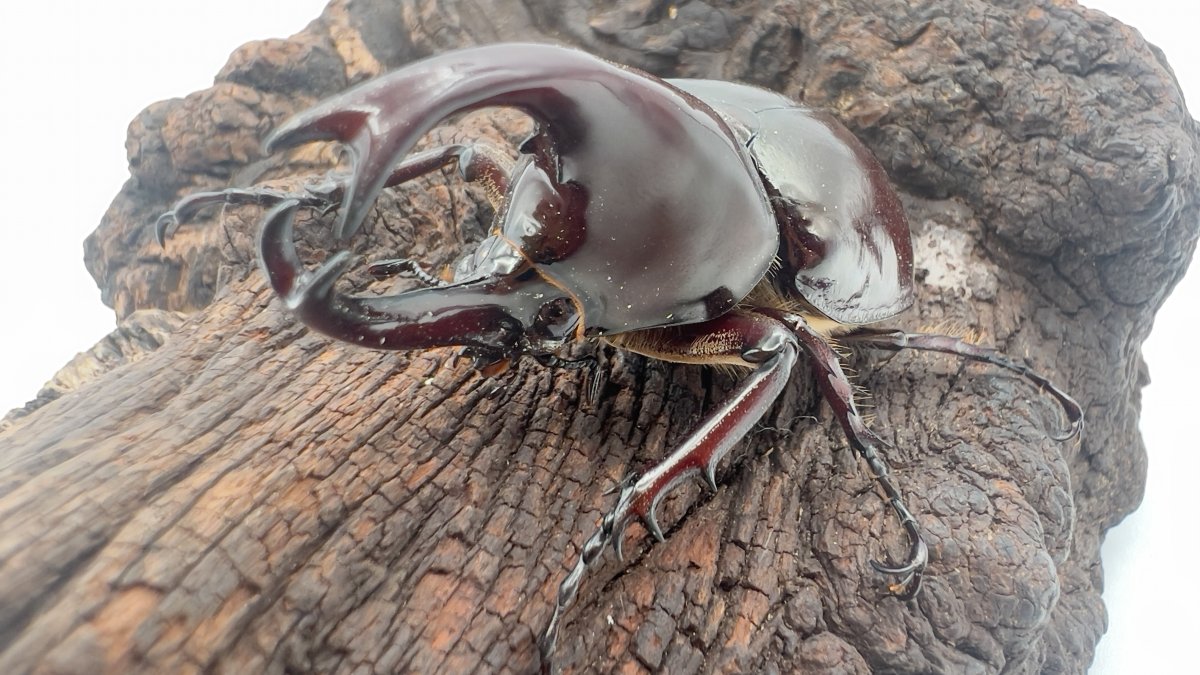 e10ad83be781315f44bf3c080f8408