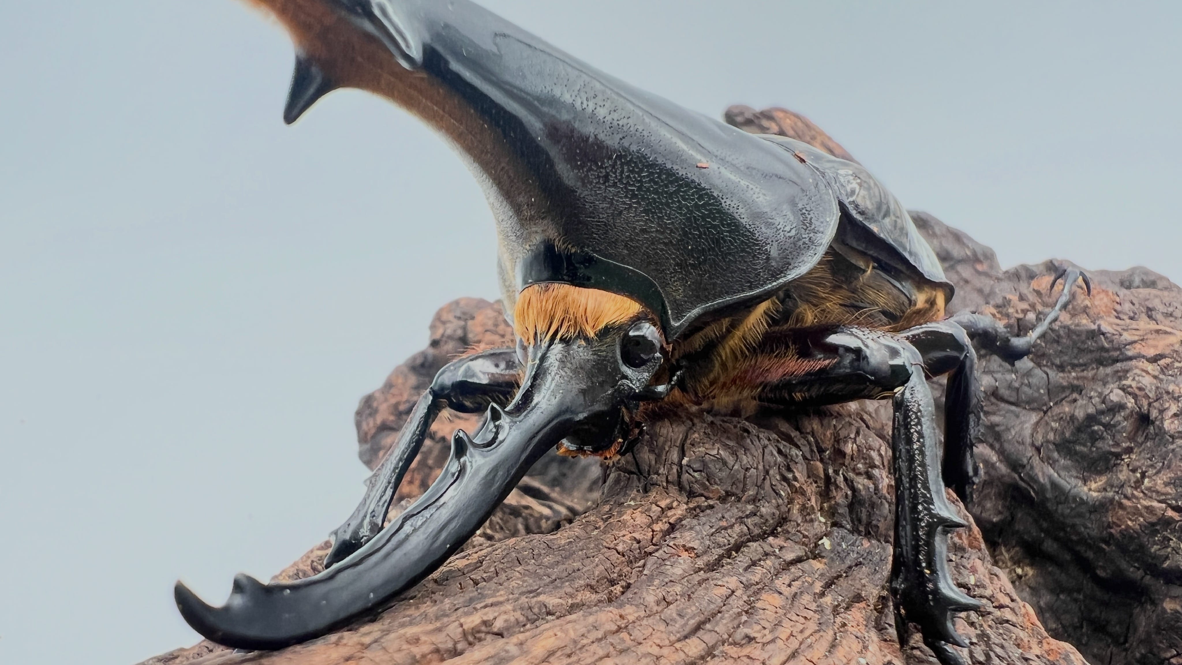 Hercules Beetle in Luxury Setting